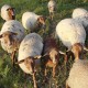 pantoufle en feutre Fuchsschaf le mouton